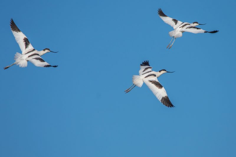 Avocettes élégantes